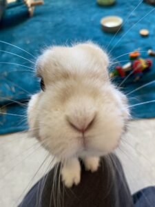 Garde Lapin