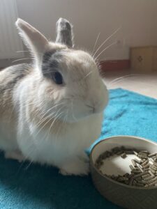 Garde Lapin