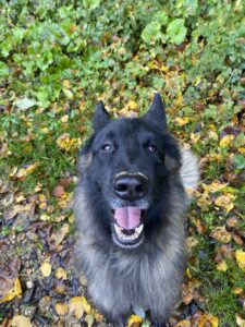 balade collective pour chien
