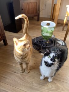 Garde Chat