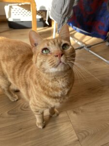 Garde Chat