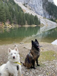 Randonnée pour chien