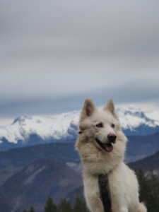 Randonnée pour chien