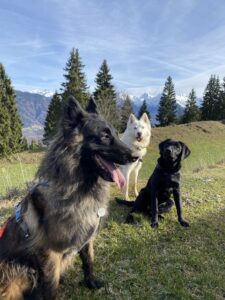 Randonnée pour chien