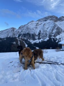 Randonnée pour chien