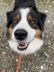 Garde de chien à Cluses