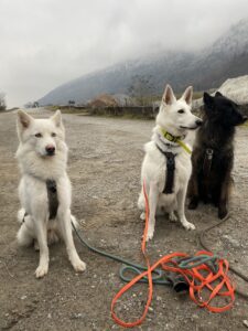 balade collective pour chien