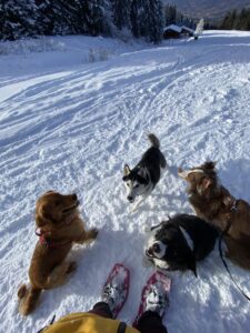 randonnée pour chien en Haute-Savoie